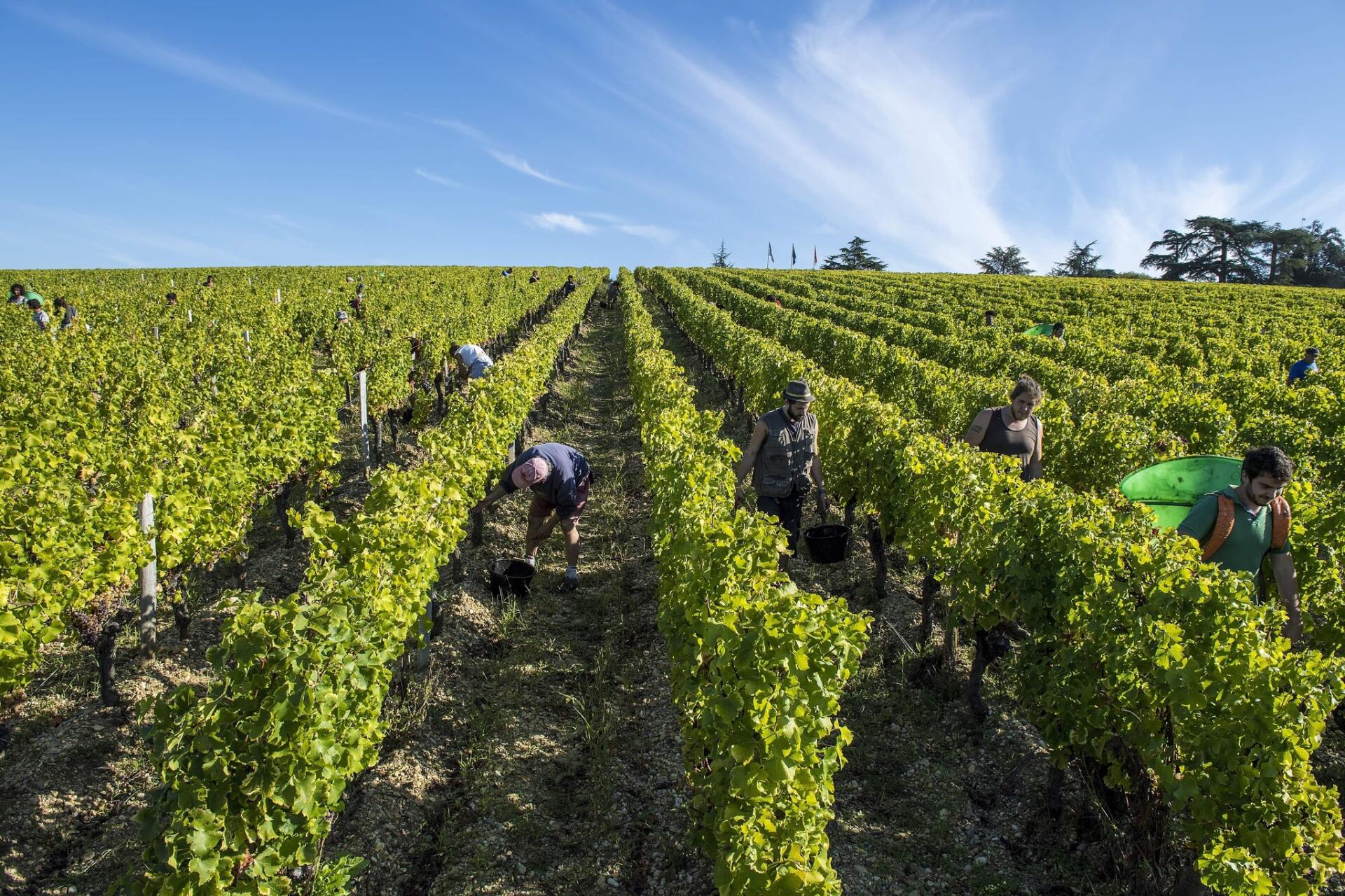 Clos l'Abeilley Sauternes