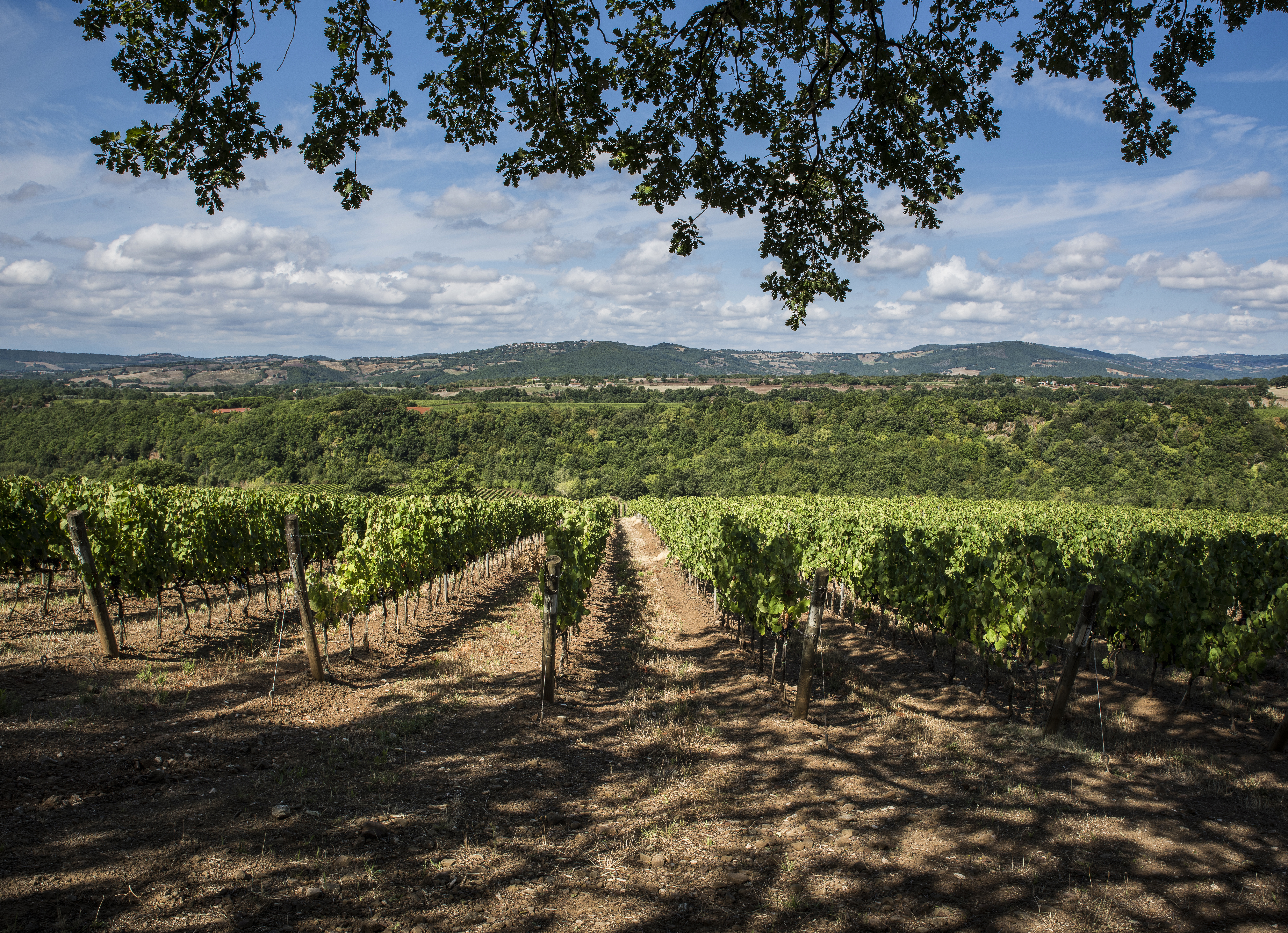 Fattoria Aldobrandesca Image