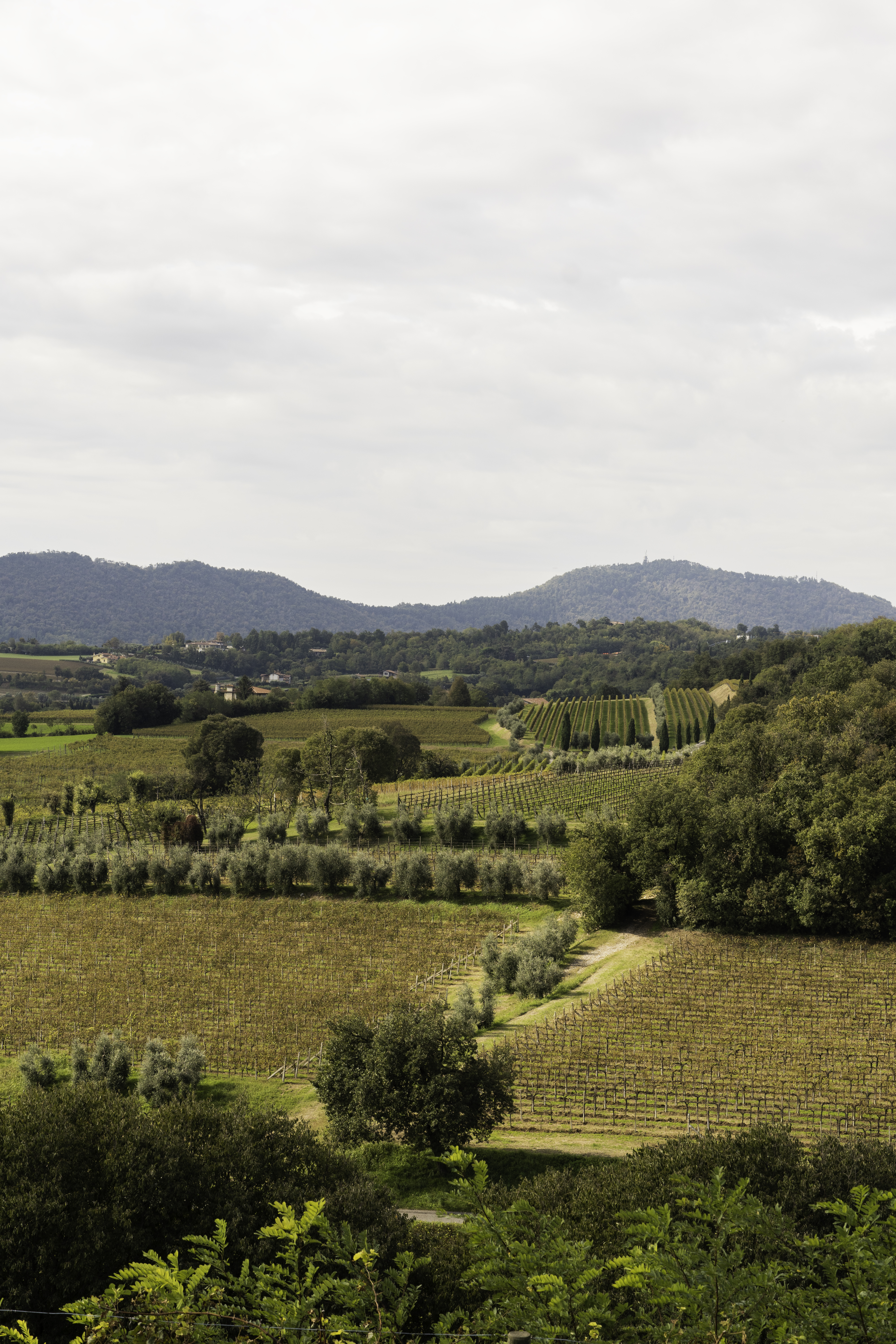 Tenuta Montenisa Image