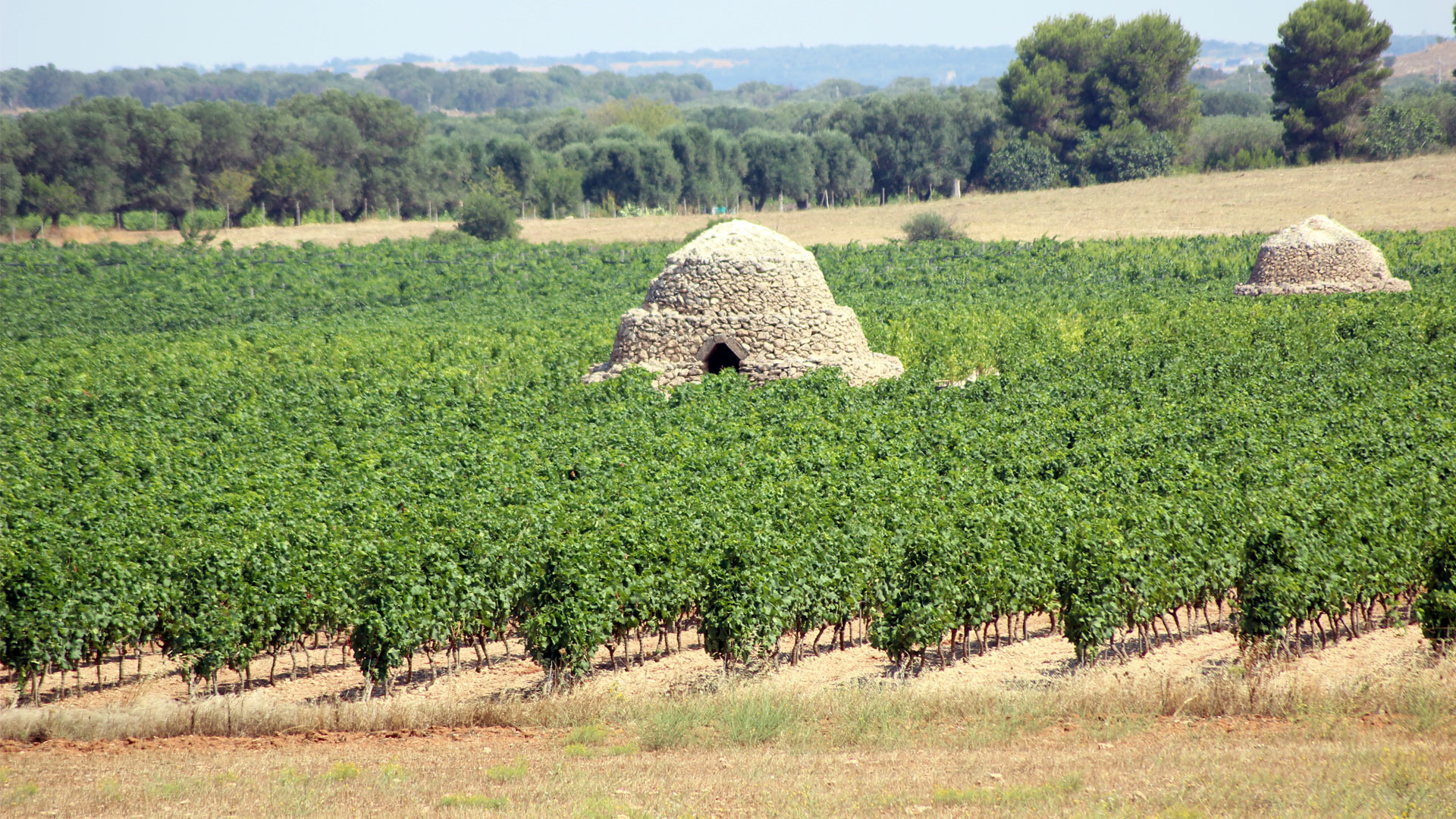 Cantina Sava Image