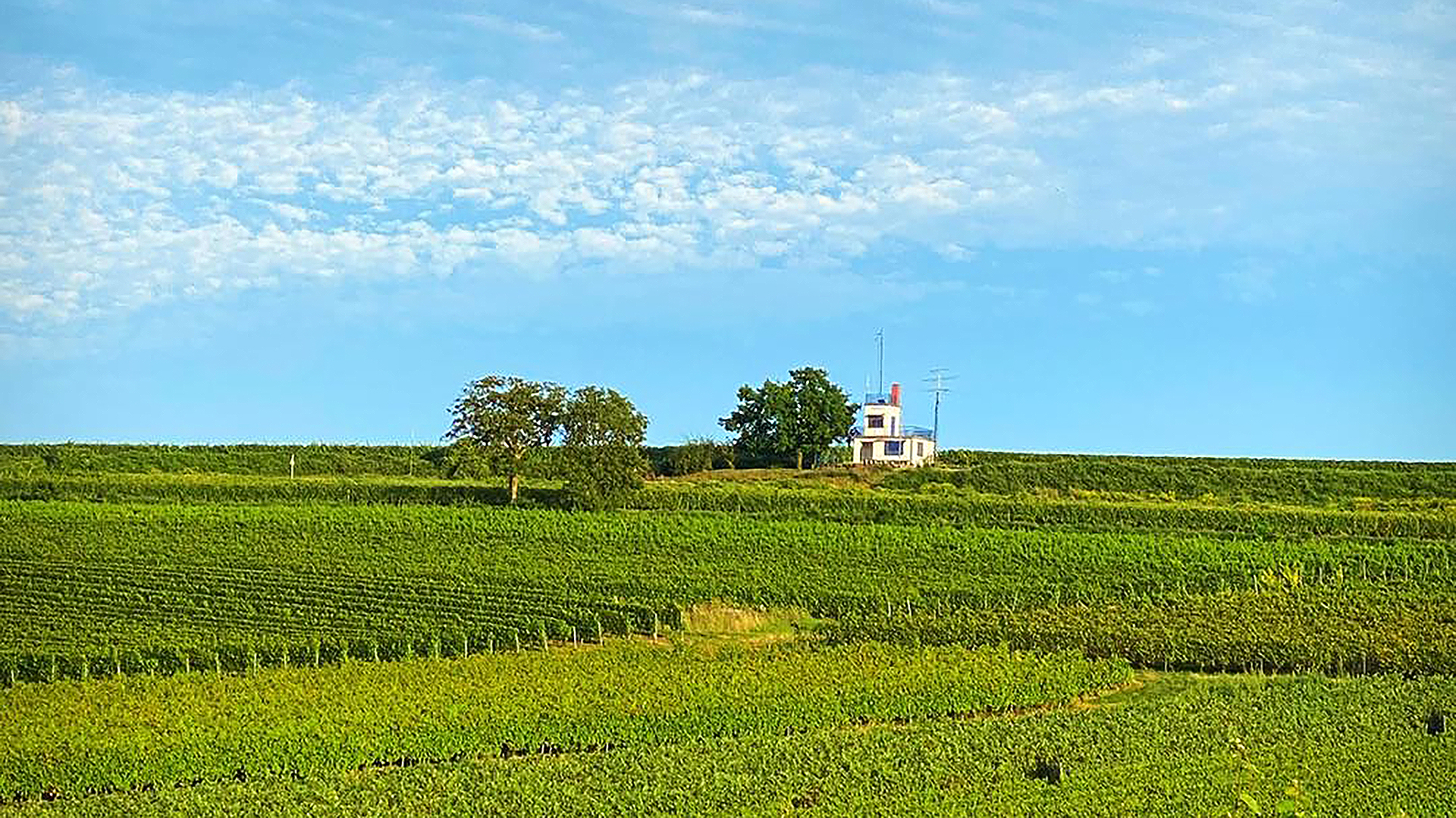 Weingut Martinshof Image