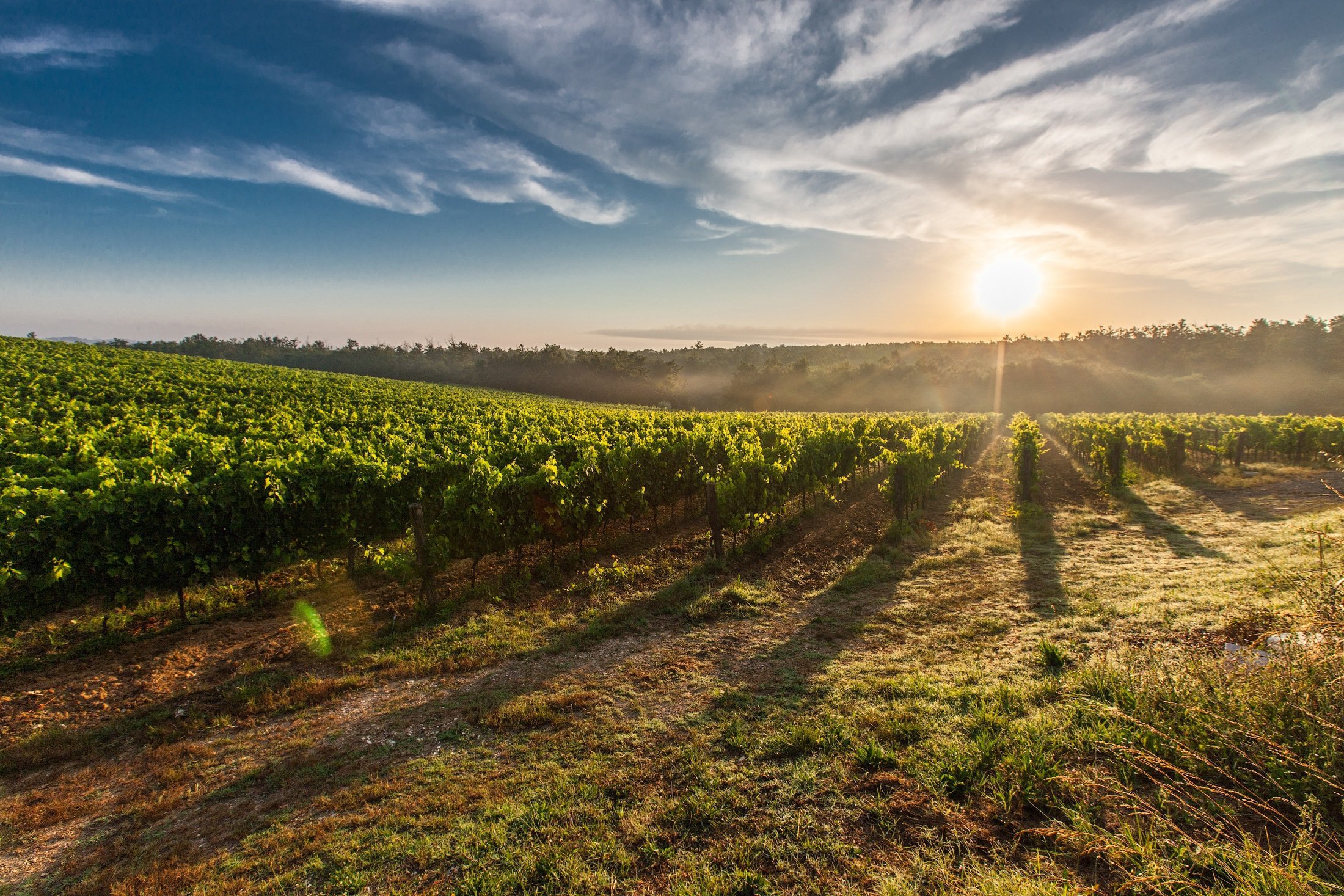 One Chain Vineyards Image