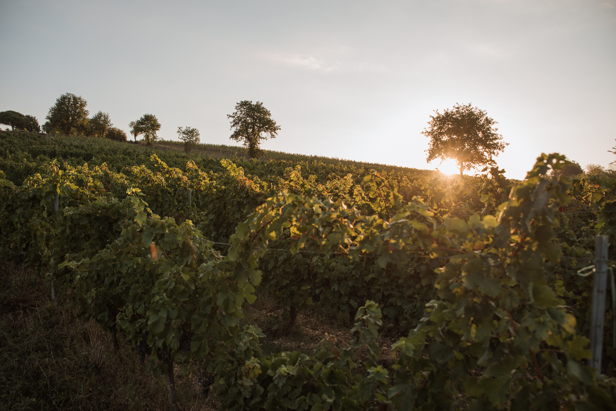 Premier Frimas Côtes de Duras Moelleux Image